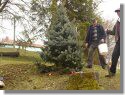 Výsadba nového vánočního stromu - březen 2015